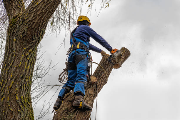 Professional Tree Services in New Roads, LA