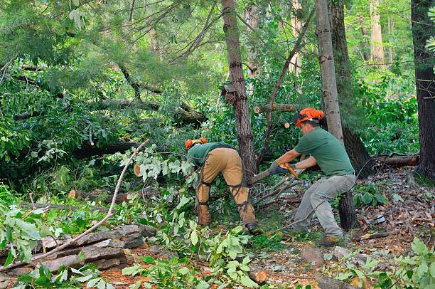 Best Tree Preservation Services  in New Roads, LA