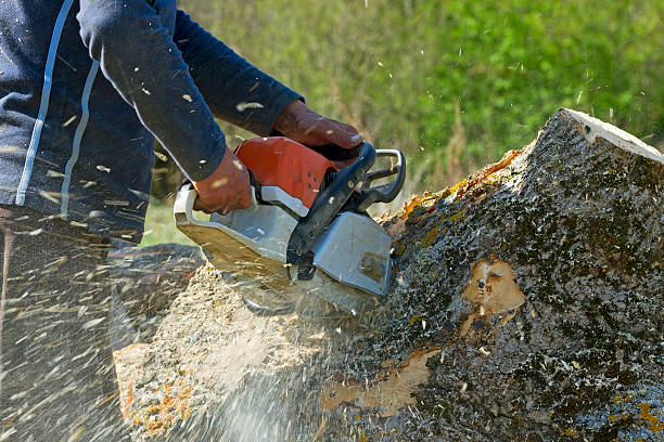 How Our Tree Care Process Works  in  New Roads, LA